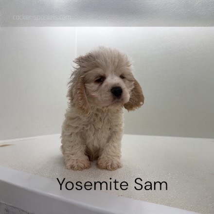 puppy, for, sale, Cocker Spaniel, Joe & Cherri  Overlease, dog, breeder, Miller, MO, dog-breeder, puppy-for-sale, forsale, nearby, find, puppyfind, locator, puppylocator, aca